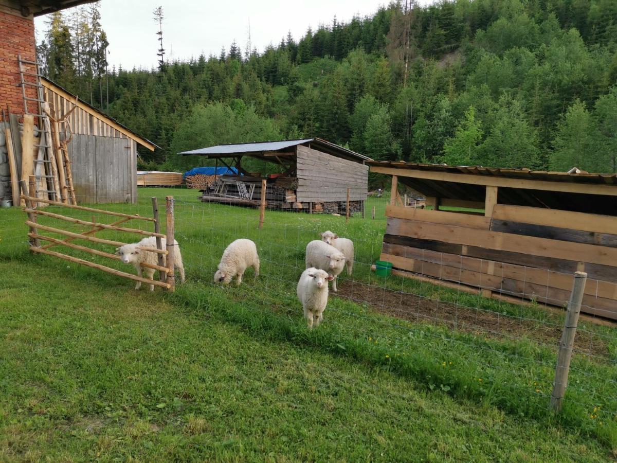 Pokoje Goscinne Pod Limbami Ciche Małe 外观 照片