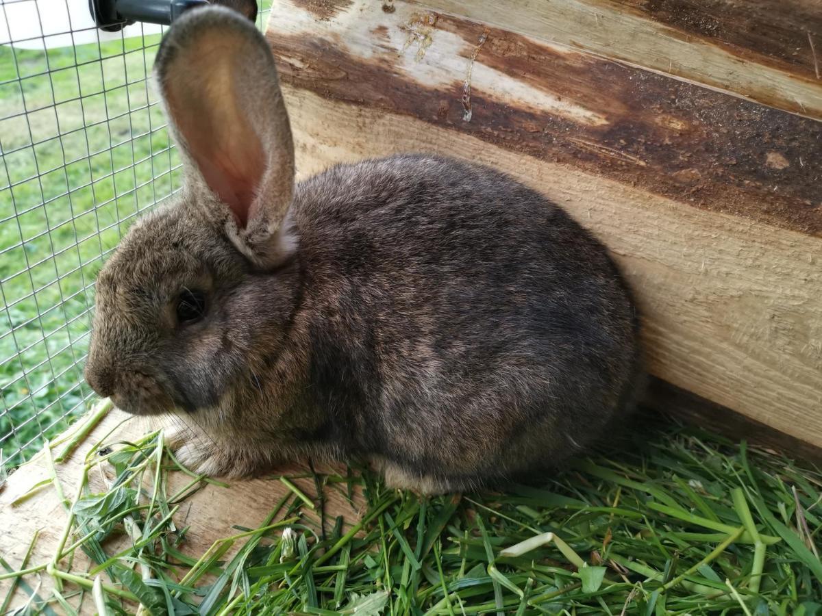 Pokoje Goscinne Pod Limbami Ciche Małe 外观 照片